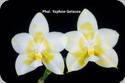 Phal. Yaphon Gelacea